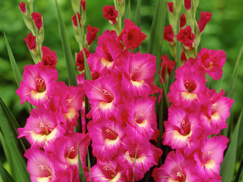 Uzgoj gladiola Klasifikacija gladiola