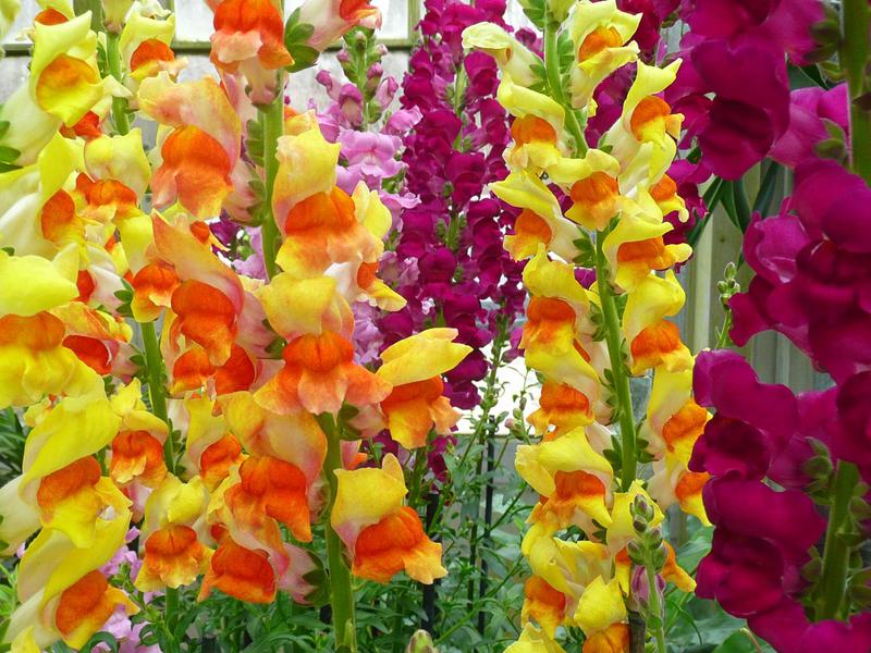 Pojava gladiola Kako se pravilno brinuti za gladiole
