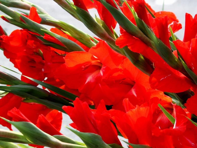 Kako pravilno saditi gladiole Klasifikacija gladiola