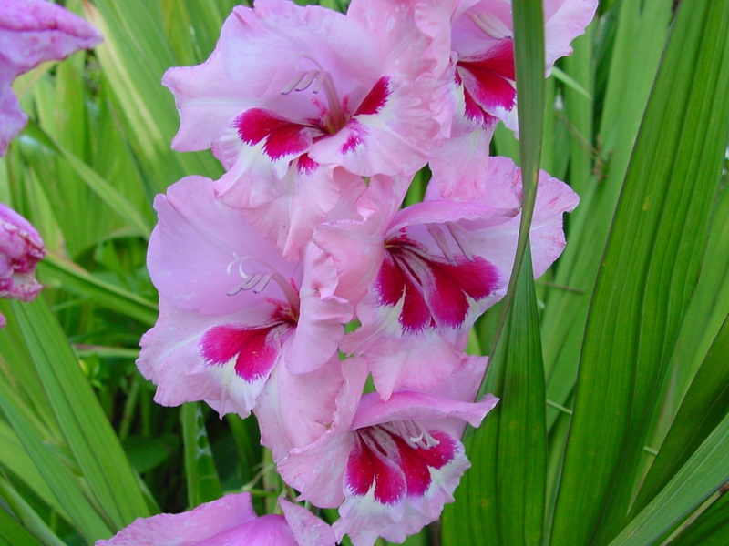 Štetnici gladiola Bolesti gladiola