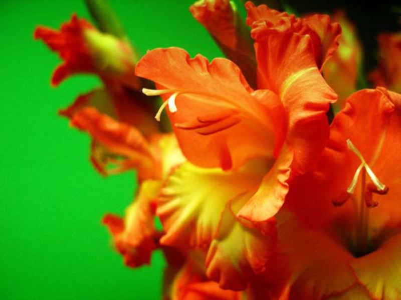 Opis cvijeta gladiola Štetnici gladiola