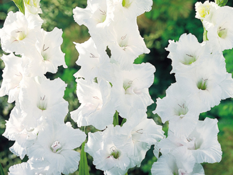 Clipart Gladioli Razdoblje cvatnje gladiola