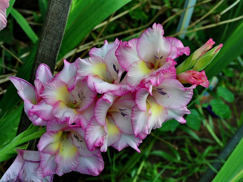Prekrasan cvijet - gladiola Cvatuće gladiole