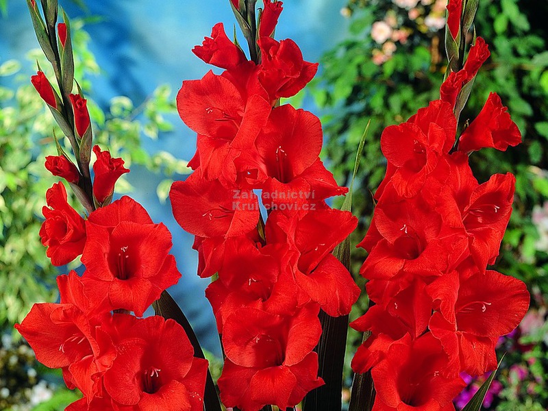 Kako pravilno saditi gladiole Uzgoj gladiola