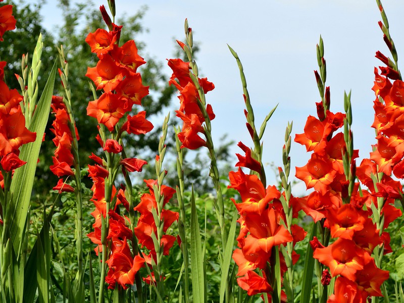 Visina cvijeta gladijala Klasifikacija gladiola