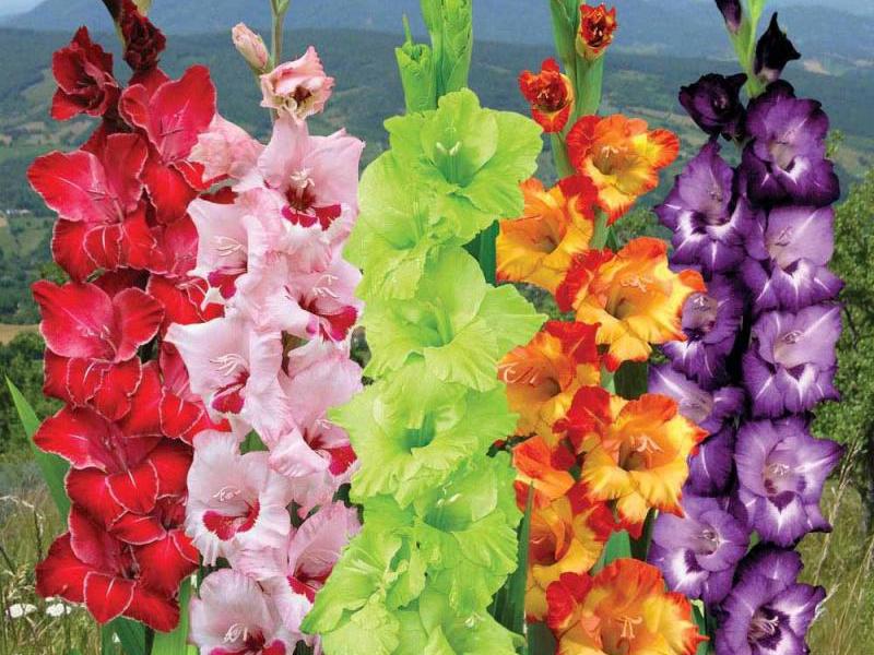 Sorte i boja cvijeta gladiola Sorte i vrste gladiola