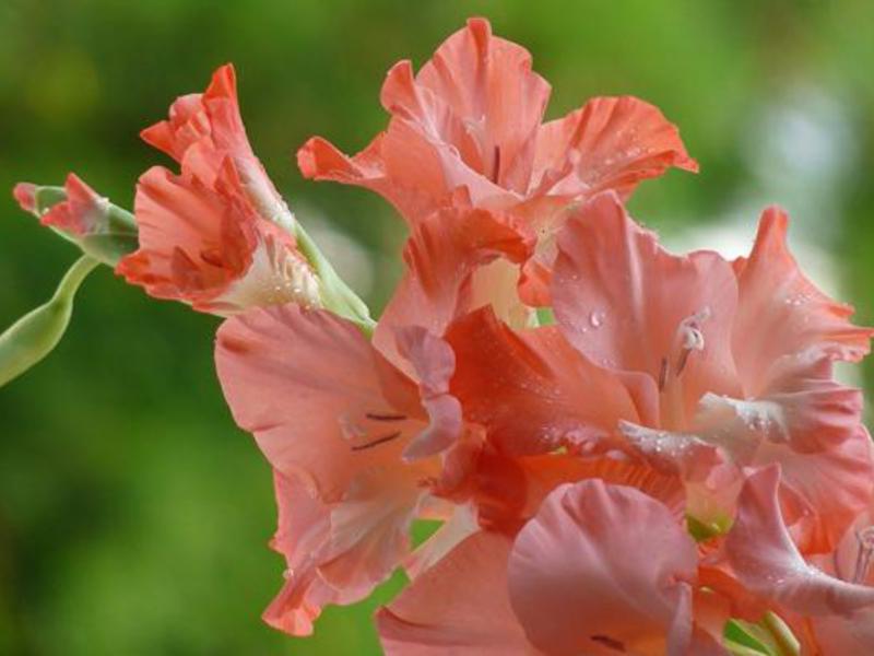 Nježni cvjetovi gladiola Cvatuće gladiole
