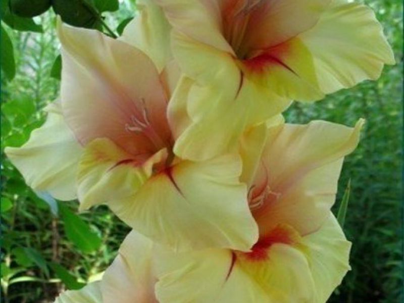 Prekrasan cvijet - gladiola Prekrasan cvijet gladiola