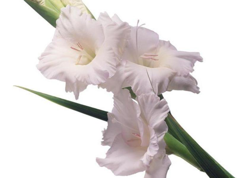 Clipart Gladioli Klasifikacija gladiola