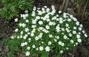 Sjeme anemone