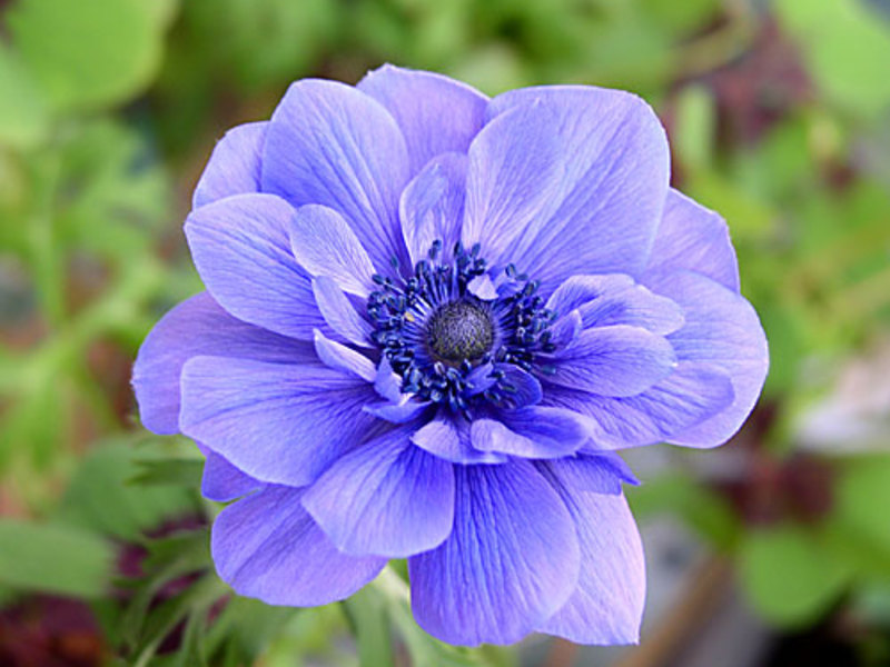 Krunska anemona Kako cvjetaju anemone