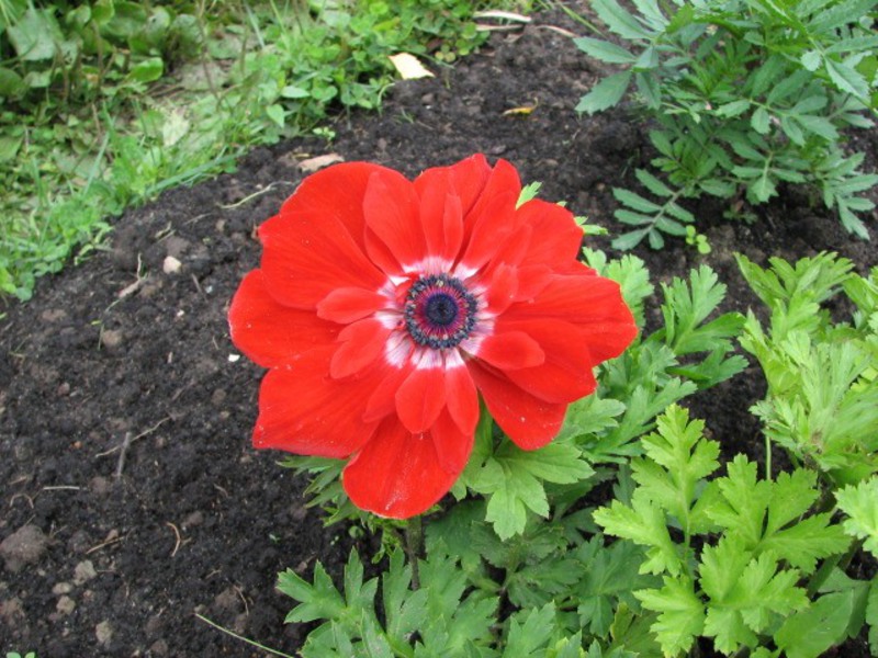 Cvijet crvene anemone Cvjetanje cvjetova anemona