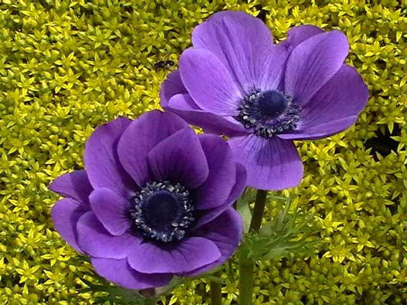 Izgled anemona Sadnja anemone