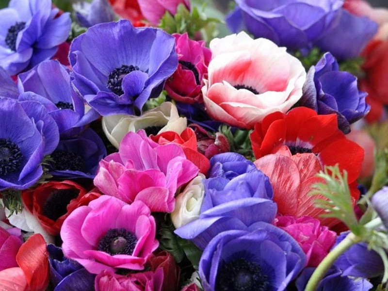 Kako cvjeta anemona Sjeme anemone