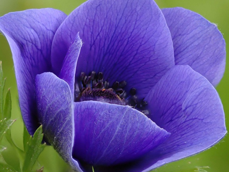 Krunska anemona Kako anemone rastu
