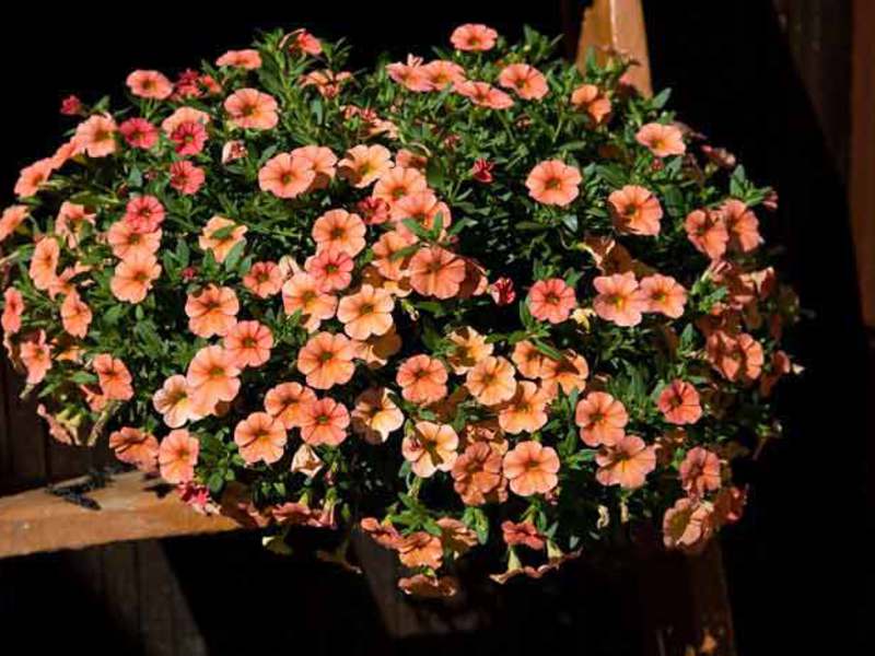 Calibrachoa - domaći Calibrachoa može rasti u posudama kod kuće