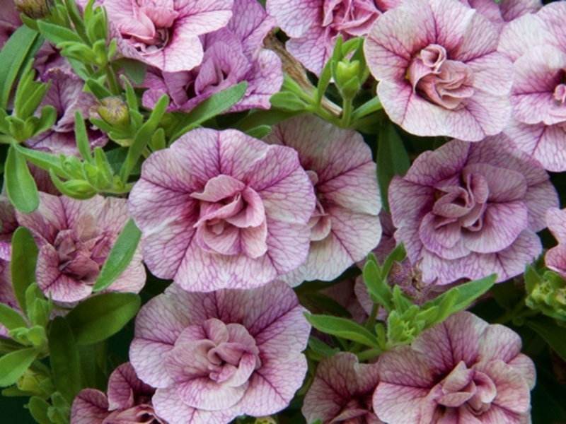 Calibrachoa: cvijet izbliza Cvijet kalibrahoe vrlo je lijep.