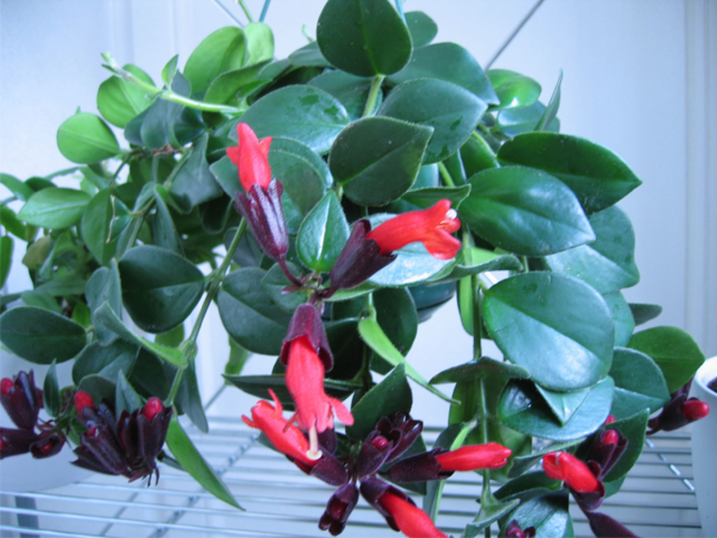 Sorte biljke eschinanthus