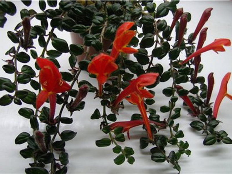 Eschinanthus lijepi