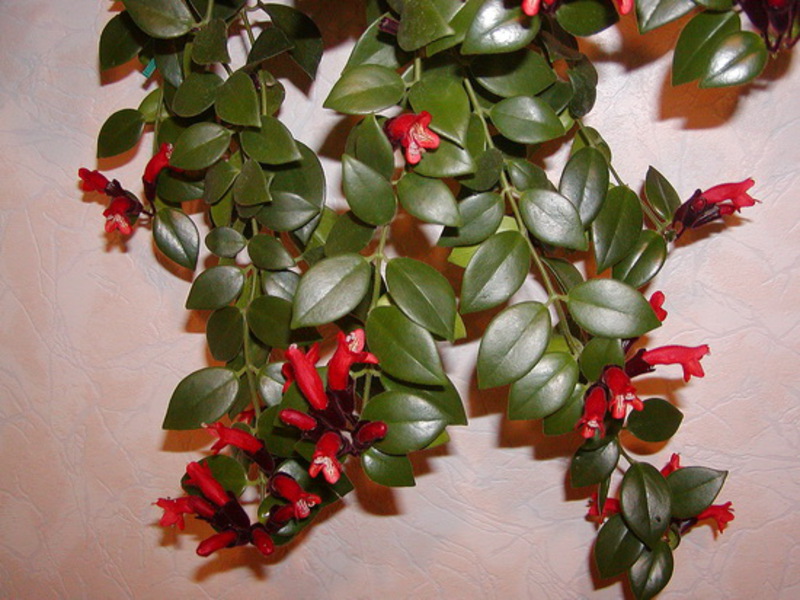 Opis biljke eschinanthus