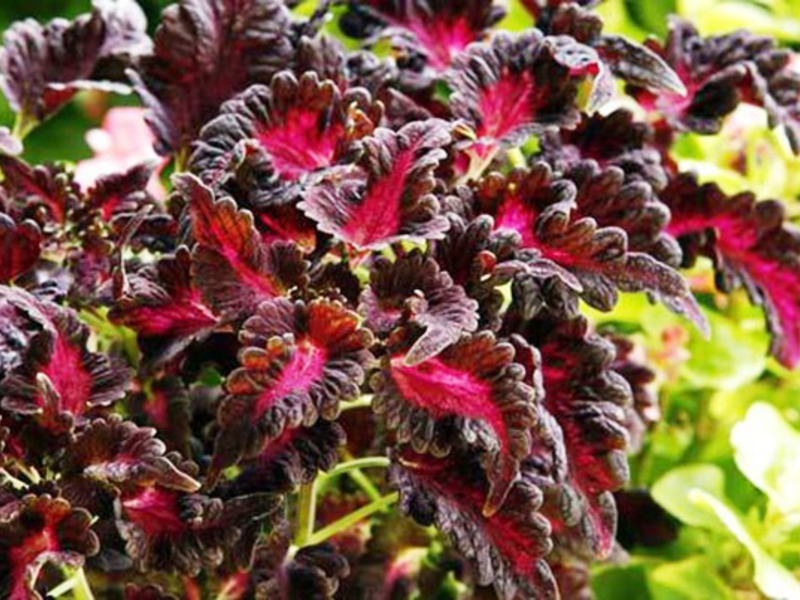 Coleus, sorta Crimson Ruffles Grimizni volani su vrsta Coleusa.