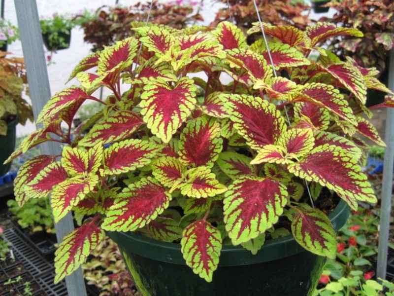 Hibridi Coleus blumei Coleus Bluma jedna je od hibridnih sorti.