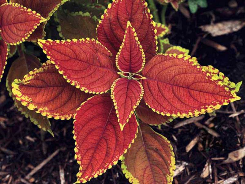 Coleus rehneltianus A. Berger Coleus Renelta je još jedna sorta ove lijepe biljke.
