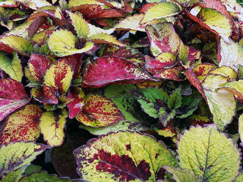Coleus / Coleus Honey Crisp - lončanica Coleus može rasti u saksiji ili na cvjetnom krevetu.