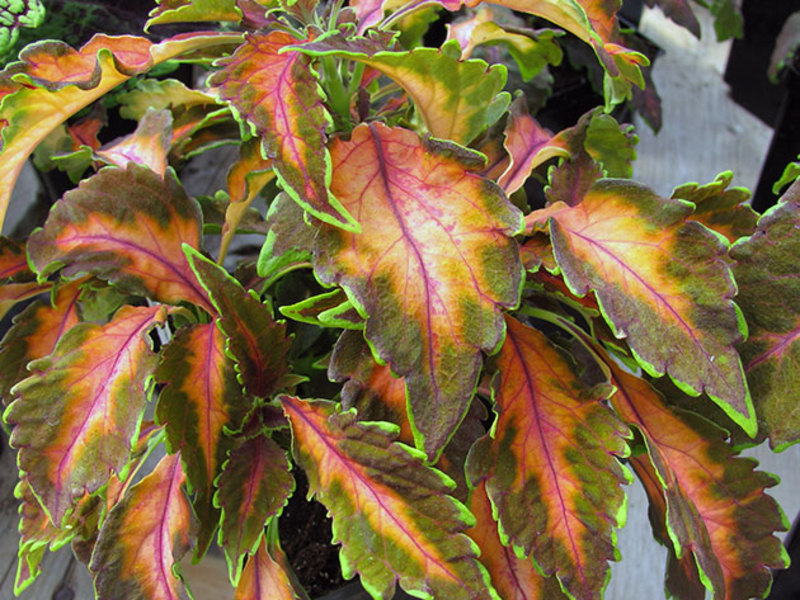 Cvijet Coleus / Coleus Beaute de Lyon - na slici Cvijet koleusa je vrlo lijep