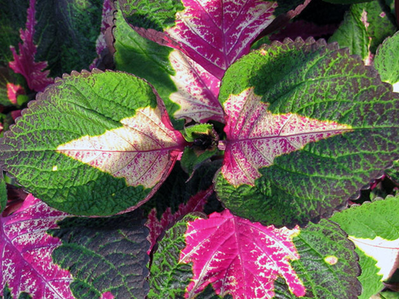 Coleus / Coleus Magilla Perilla ima vrlo zanimljive cvjetove. Coleus Magilla Perilla - cvjetajući Coleus na fotografiji