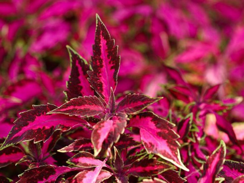 Coleus pumila (Coleus pumila) - biljka crvene nijanse Coleus pumila ima crvenu nijansu lišća.