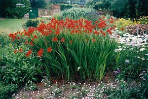 Crocosmia na mjestu - cvjetnjak u cvatu.
