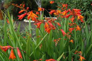 Crocosmia (montbrecia) u njihovoj ljetnoj vikendici.