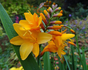 Crocosmia cvijet svijetlo narančaste nijanse.