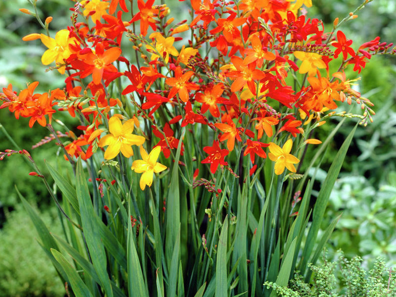Japanska gladiola u gredici Japanska gladiola vrlo je lijep cvijet.