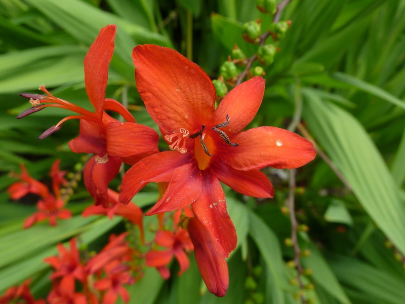 Montbrecia - fotografija cvijeta Crocosmia Montbrecia - fotografija cvijeta izbliza.