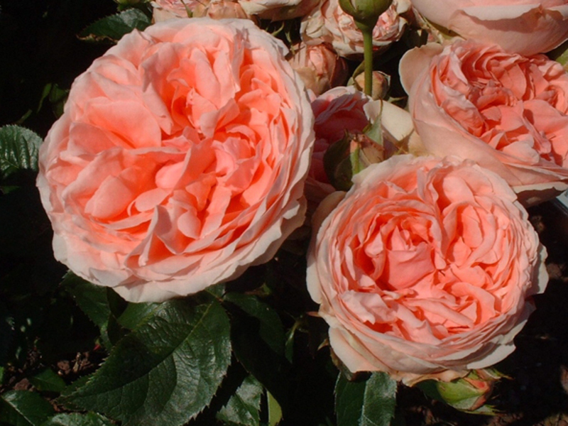 Kimono od floribunde ruže Floribunda se digla