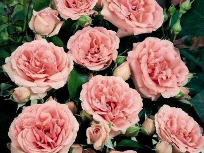 Kako cvjetaju ruže kimono floribunda Cvijet ruže Floribunda