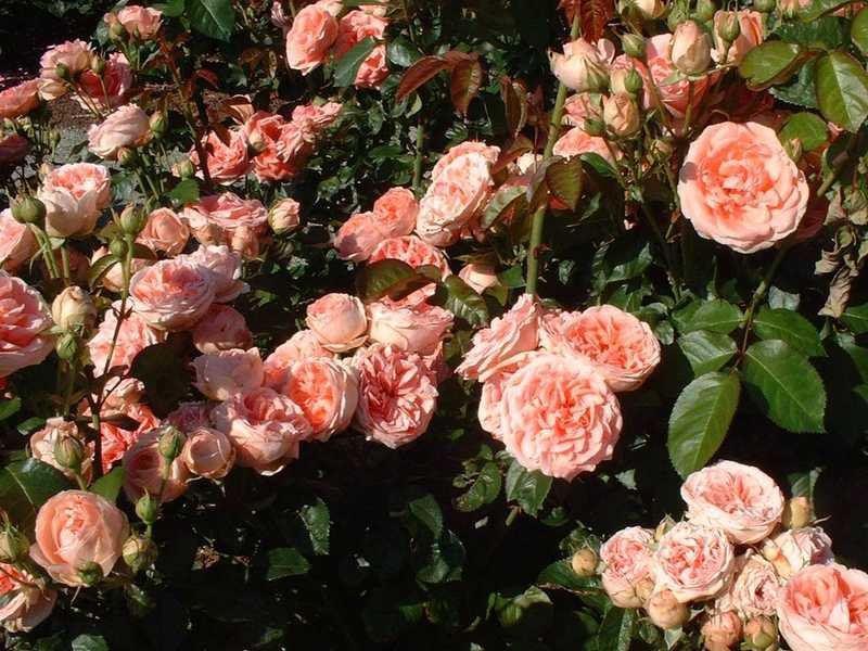Kimono od floribunde ruže Izgled ruža Floribunda