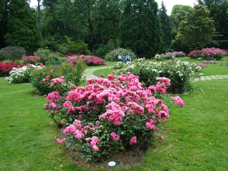 Jesenja sadnja ruža Sadnja ruže Floribunda