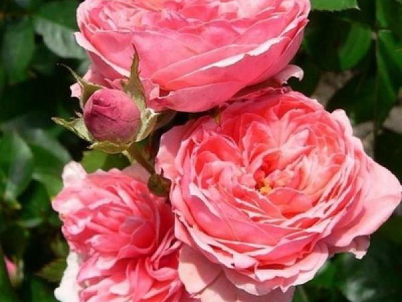 Kako se brinuti za ruže kimono floribunde Floribunda se digla