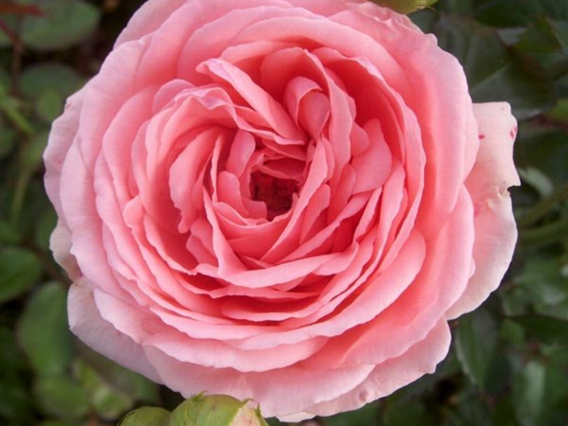 Ruže kimono Floribunda Sorte ruže Floribunda