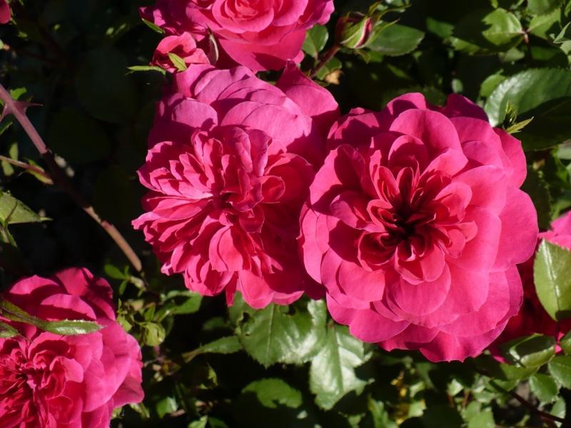 Kimono od ruže Floribunda se digla u vrtu