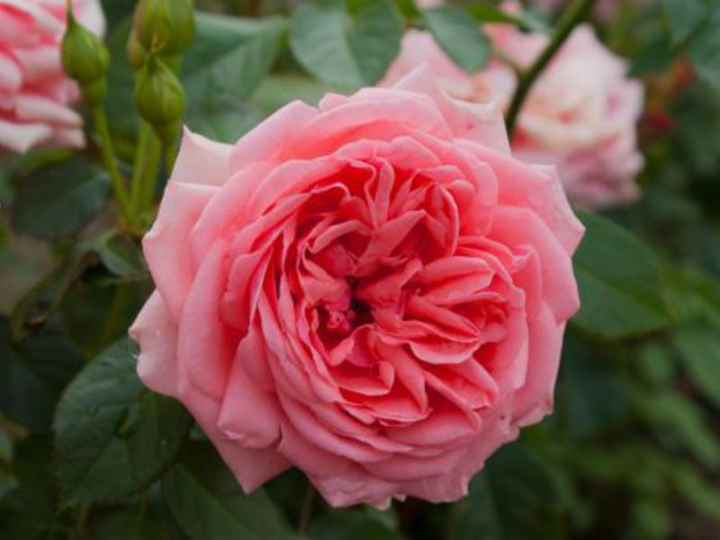 Prekrasne ruže Floribunda Miris ruže Floribunda