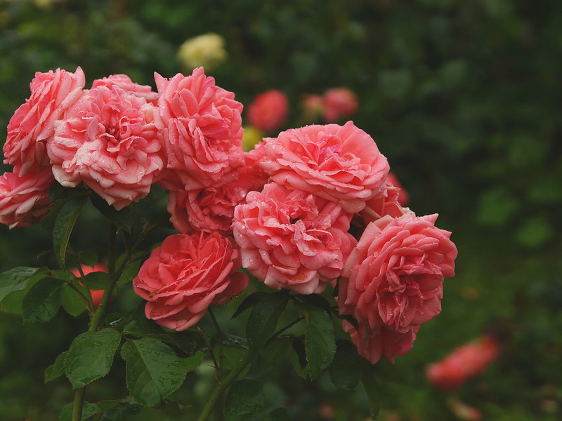Povijest podrijetla sorte ruža Kako pravilno zalijevati ruže floribunde
