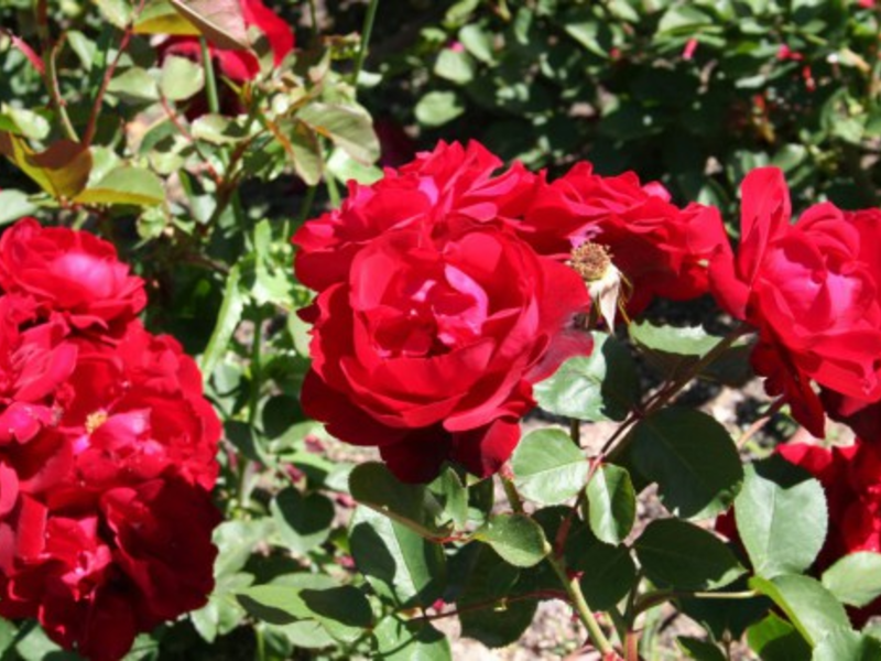 Floribunda ružin grm Sorte ruže Floribunda