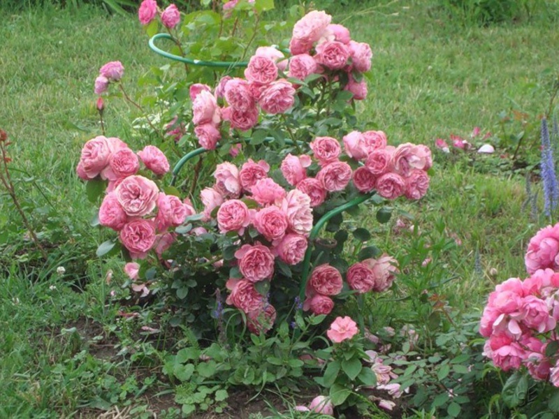 Uzgajanje ruža Floribunda Floribunda se digla