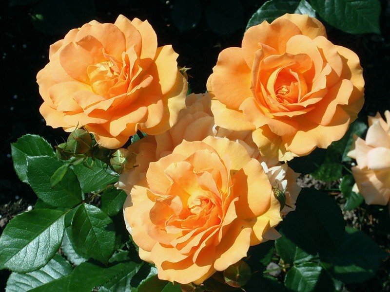 Ruže Floribunda Zanimljiva raznolikost ruža