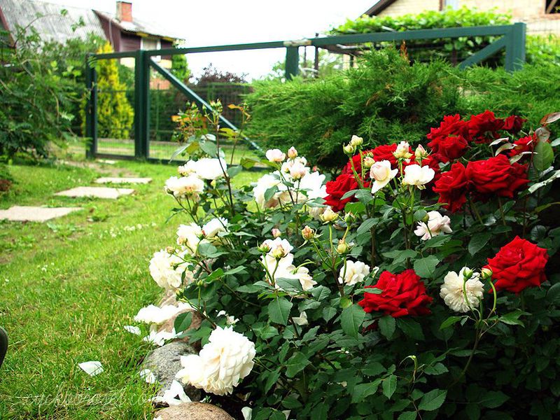 Bolesti ruža floribunda Ruže Floribunda
