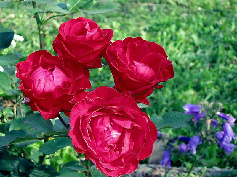 Recenzije ruža Floribunda Opis ruža floribunda